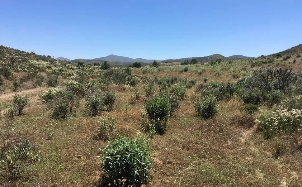 Smudging Kit with White Sage, Cedar, Rose Sage, Blue Sage, Palo Santo, Abalone & Stand, Smudge Feather