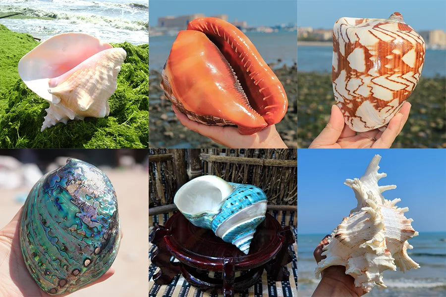 White Sage & Palo Santo for Smudging